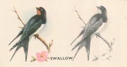 1938 Godfrey Phillips Bird Painting #10 Swallow Front