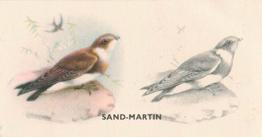 1938 Godfrey Phillips Bird Painting #11 Sand-Martin Front