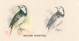 1938 Godfrey Phillips Bird Painting #12 Water Wagtail Front