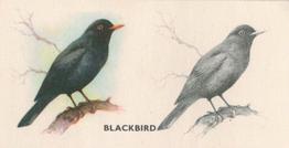 1938 Godfrey Phillips Bird Painting #19 Blackbird Front