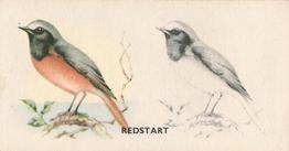 1938 Godfrey Phillips Bird Painting #21 Redstart Front