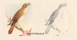 1938 Godfrey Phillips Bird Painting #23 Nightingale Front