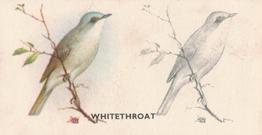 1938 Godfrey Phillips Bird Painting #24 Whitethroat Front