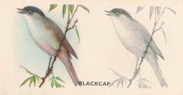 1938 Godfrey Phillips Bird Painting #25 Blackcap Front