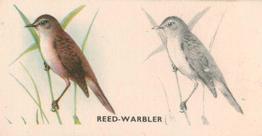 1938 Godfrey Phillips Bird Painting #28 Reed-Warbler Front