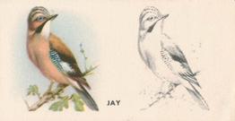 1938 Godfrey Phillips Bird Painting #30 Jay Front