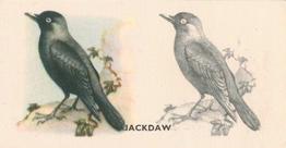 1938 Godfrey Phillips Bird Painting #33 Jackdaw Front