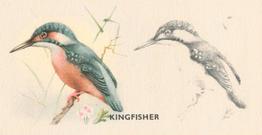 1938 Godfrey Phillips Bird Painting #34 Kingfisher Front
