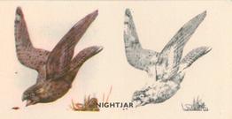 1938 Godfrey Phillips Bird Painting #37 Nightjar Front