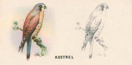1938 Godfrey Phillips Bird Painting #38 Kestrel Front