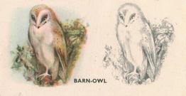1938 Godfrey Phillips Bird Painting #39 Barn-Owl Front