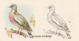 1938 Godfrey Phillips Bird Painting #41 Wood-Pigeon Front