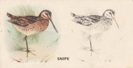 1938 Godfrey Phillips Bird Painting #49 Snipe Front