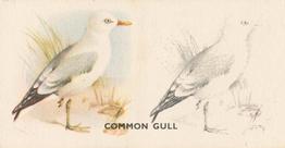 1938 Godfrey Phillips Bird Painting #50 Common Gull Front