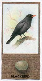 1936 Godfrey Phillips British Birds and Their Eggs #19 Blackbird Front