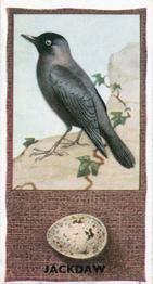 1936 Godfrey Phillips British Birds and Their Eggs #33 Jackdaw Front