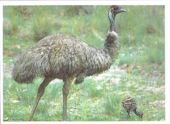 1993 Weet-Bix Australia's Most Amazing Birds #1 Emu Front