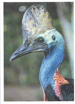 1993 Weet-Bix Australia's Most Amazing Birds #4 Southern Cassowary Front