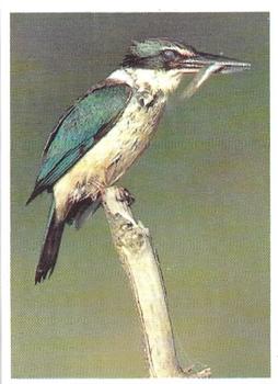 1993 Weet-Bix Australia's Most Amazing Birds #5 Sacred Kingfisher Front