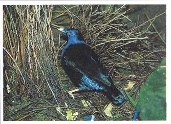 1993 Weet-Bix Australia's Most Amazing Birds #6 Satin Bowerbird Front