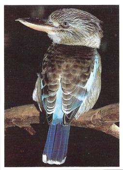 1993 Weet-Bix Australia's Most Amazing Birds #10 Blue-winged Kookaburra Front