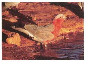 1993 Weet-Bix Australia's Most Amazing Birds #14 Galah Front