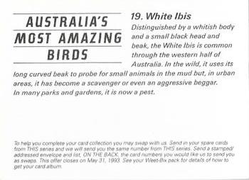 1993 Weet-Bix Australia's Most Amazing Birds #19 White Ibis Back