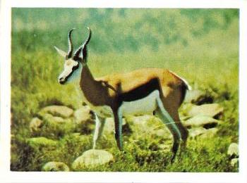 1974 Weet-Bix African Safari #3 Springbok Front
