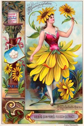 1895 Liebig Flower Girls VI (German Text) (F444, S445) #NNO Ox-Eye Daisy Front