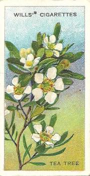 1913 Wills's Australian Wild Flowers #6 Tea Tree Front