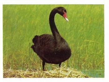 1976 Weet-Bix Wildlife of Australia #6 Black Swan Front