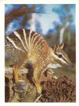 1976 Weet-Bix Wildlife of Australia #19 Numbat Front