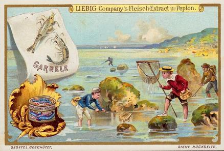1899 Liebig Fishing II (German Text)(F600, S599) #NNO Shrimp Front