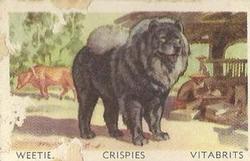 1949 Favourite Dogs #26 Chow Chow Front