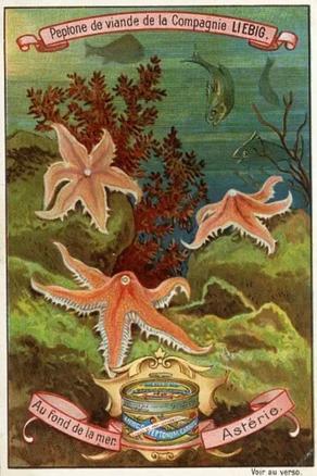 1899 Liebig At the Bottom of the Sea (French Text)(F597, S595) #NNO Starfish Front