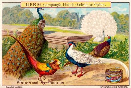 1899 Liebig Types of Fowl (German Text) (F608, S607) #NNO Pheasants Front