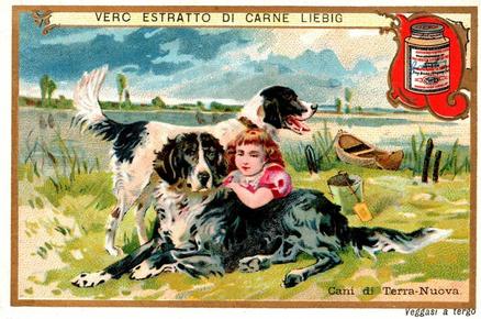 1900 Liebig Breeds of Dogs I (Italian Text) (F616, S615) #NNO Newfoundland Front