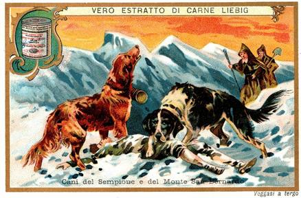 1900 Liebig Breeds of Dogs I (Italian Text) (F616, S615) #NNO St. Bernard Front