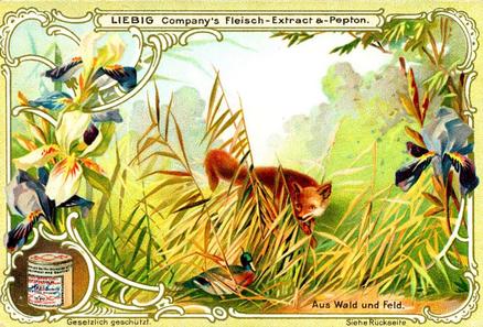 1900 Liebig From Field and Forest (German Text) (F629, S627) #NNO Fox and Duck Front