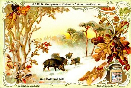 1900 Liebig From Field and Forest (German Text) (F629, S627) #NNO Hogs Front