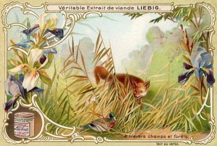 1900 Liebig From Field and Forest (French Text) (F629, S627) #NNO Fox and Duck Front