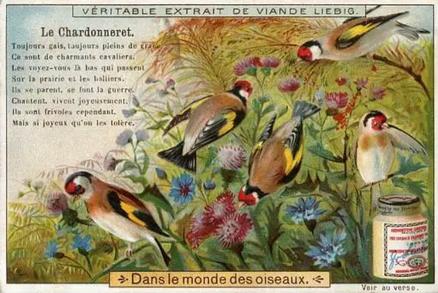 1900 Liebig In Birdland (French Text) (F622, S651) #NNO Goldfinch Front
