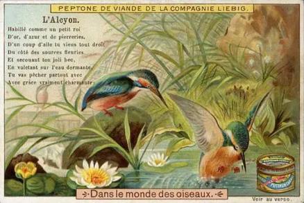 1900 Liebig In Birdland (French Text) (F622, S651) #NNO Kingfisher Front