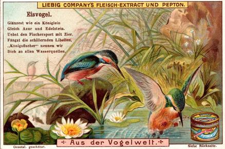 1900 Liebig In Birdland (German Text) (F622, S651) #NNO Kingfisher Front