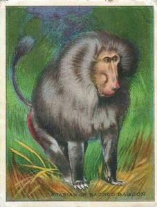 1925 Harry Horne Co. Animals and Birds (FC1) #NNO Arabian or Sacred Baboon Front