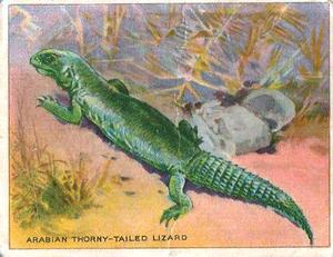 1925 Harry Horne Co. Animals and Birds (FC1) #NNO Arabian Thorny-Tailed Lizard Front
