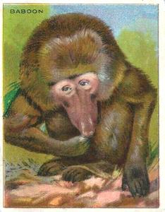 1925 Harry Horne Co. Animals and Birds (FC1) #NNO Baboon Front