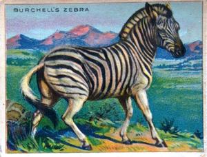 1925 Harry Horne Co. Animals and Birds (FC1) #NNO Burchell's Zebra Front