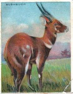 1925 Harry Horne Co. Animals and Birds (FC1) #NNO Bushbuck Front
