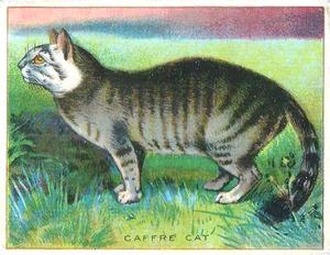 1925 Harry Horne Co. Animals and Birds (FC1) #NNO Caffre Cat Front